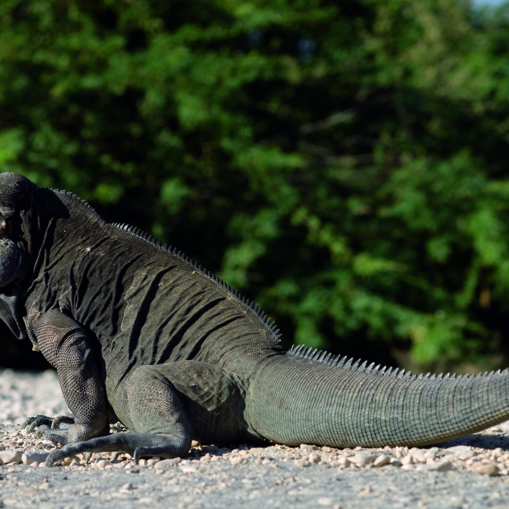 Красивый дракон ящер