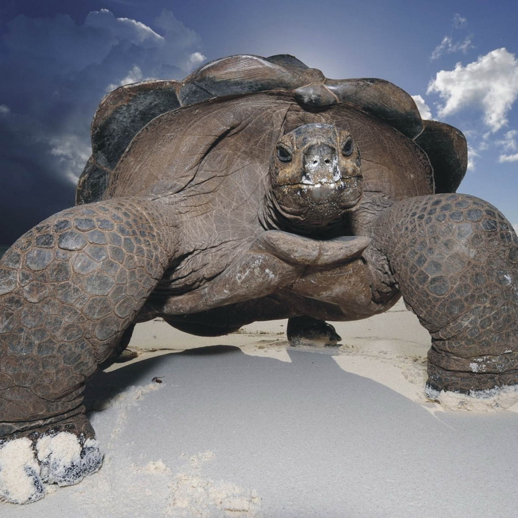 Морская черепаха