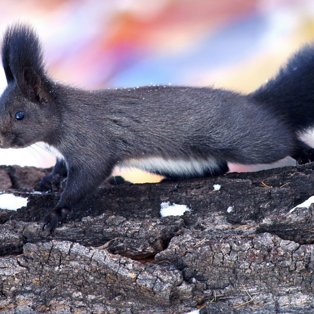 Пушистая белка