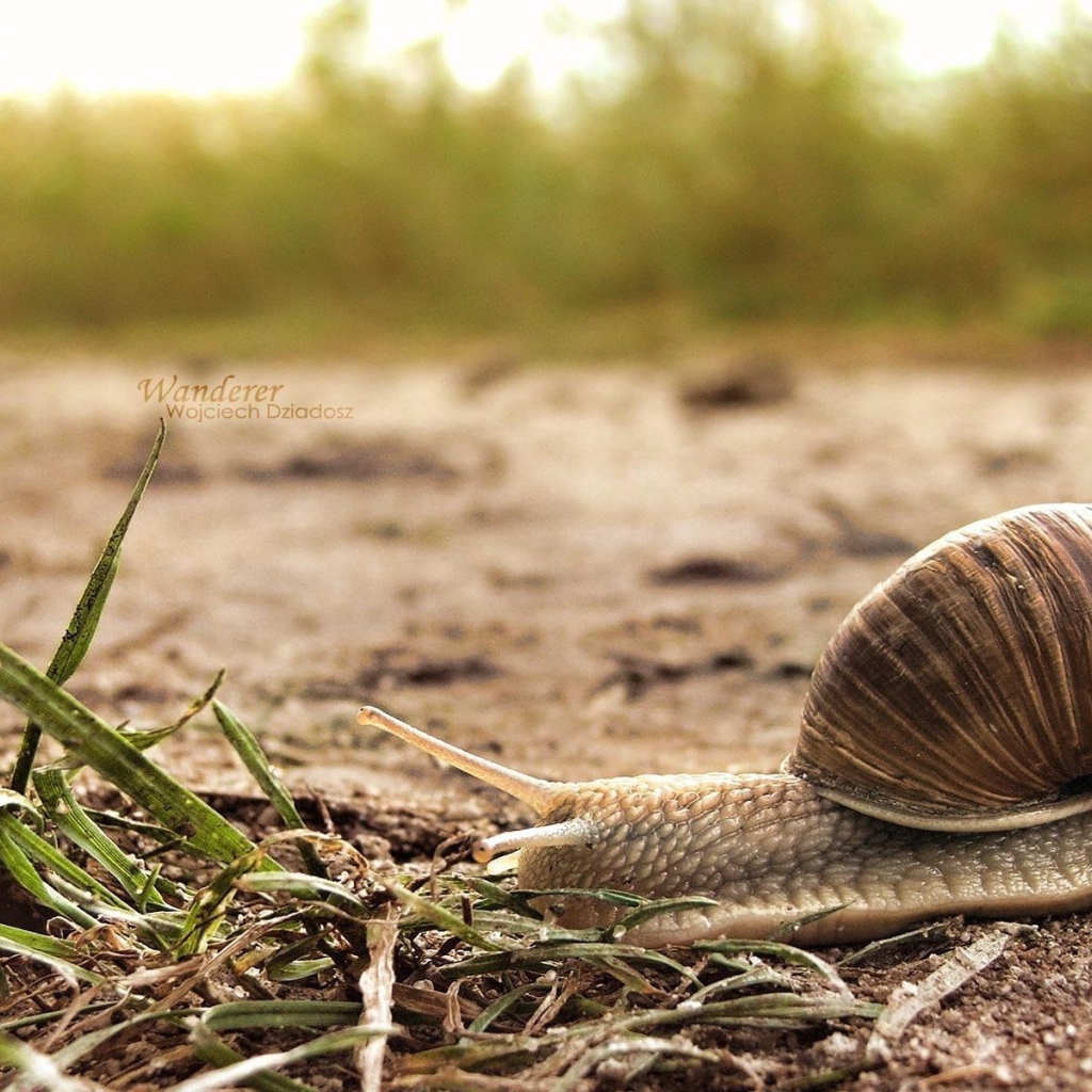 Улитка, макро