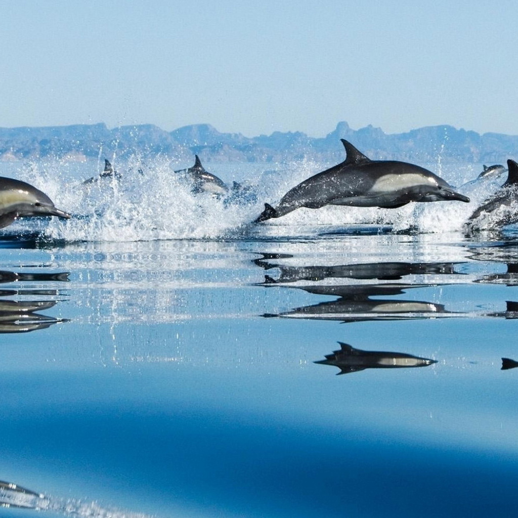 Дельфины
