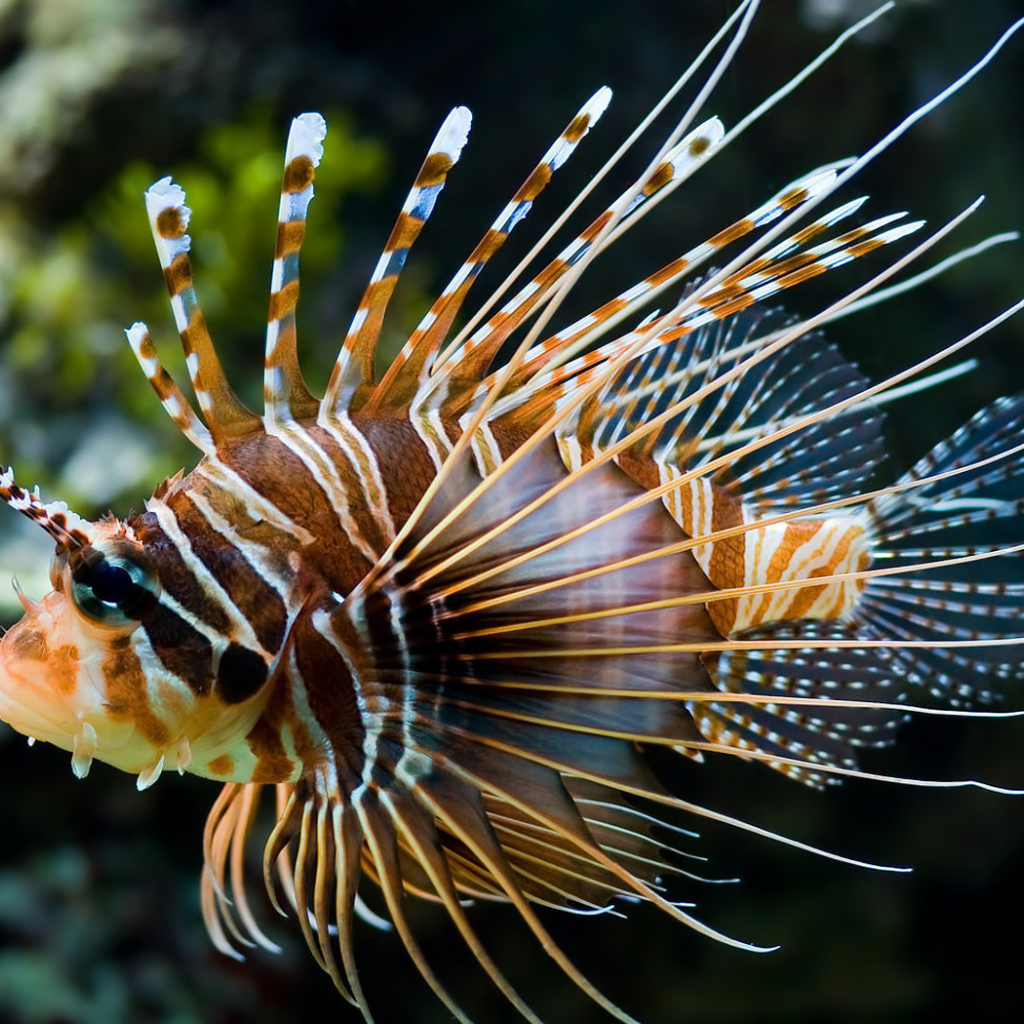 Рыба - Зебра