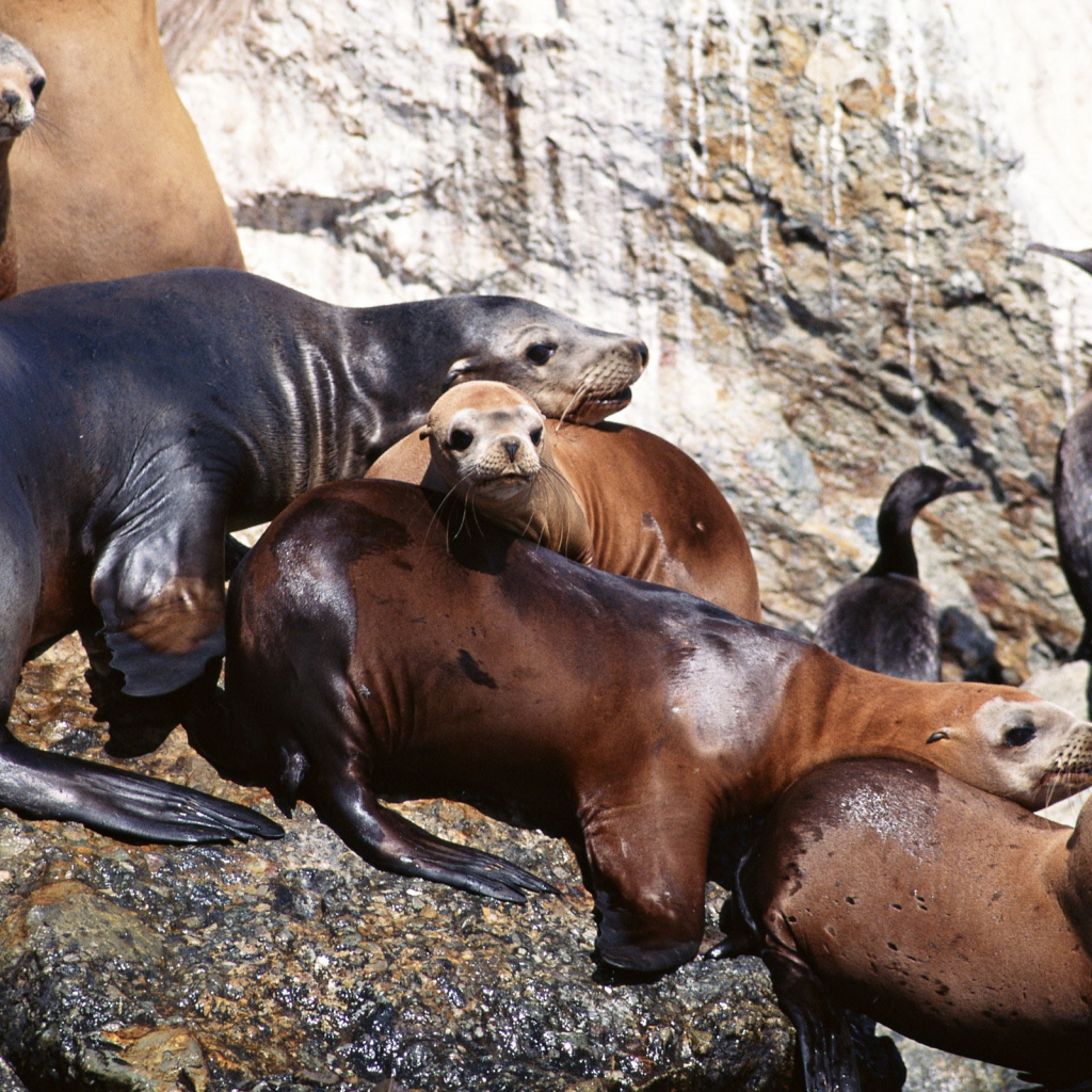 Морские котики