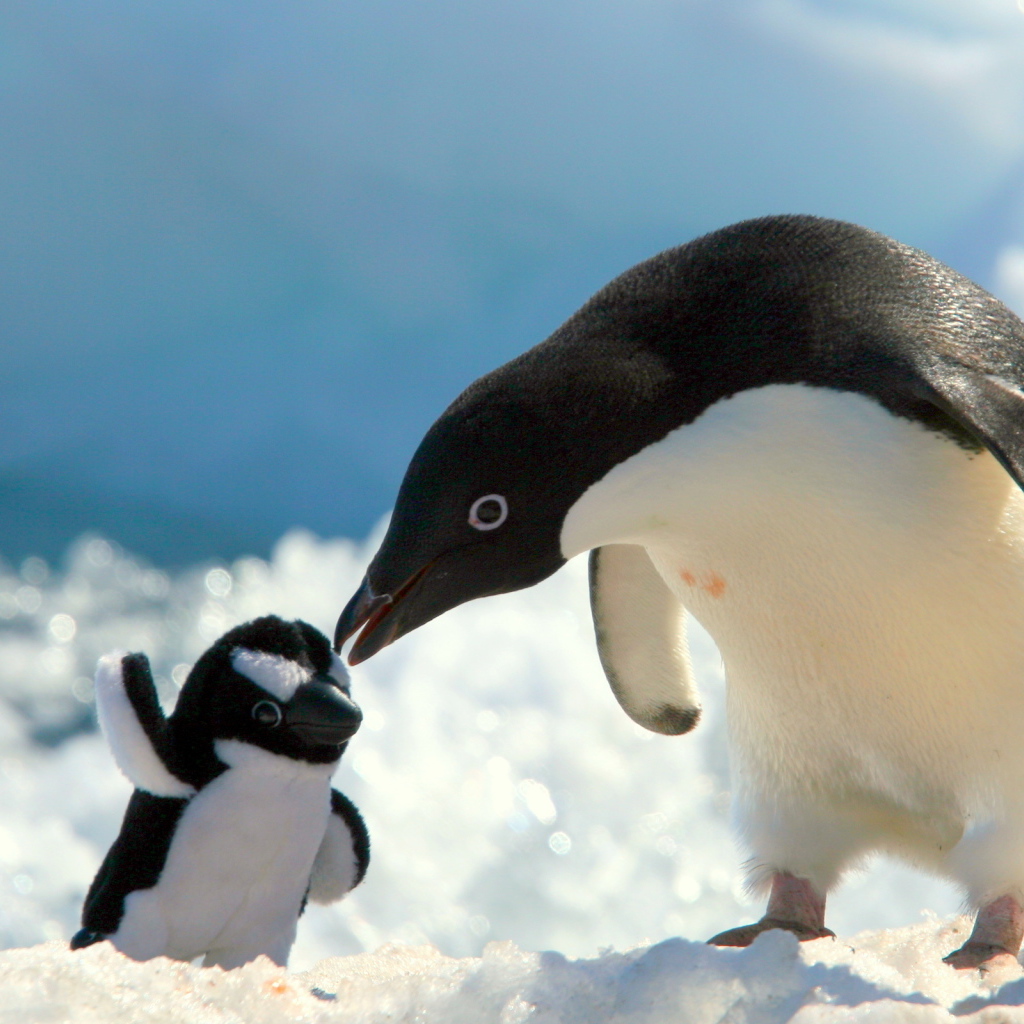 Пингвин и игрушка