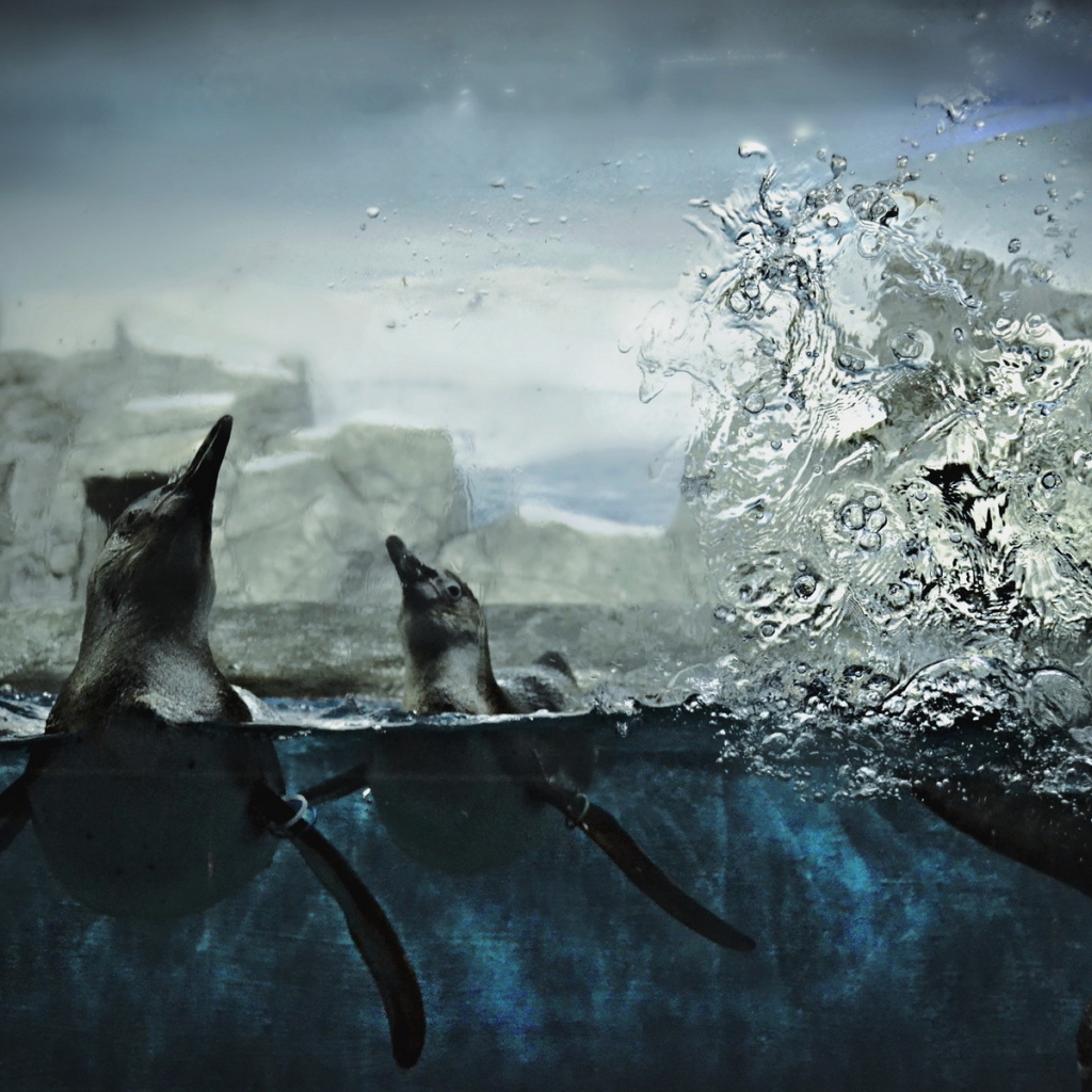 Пингвины в воде