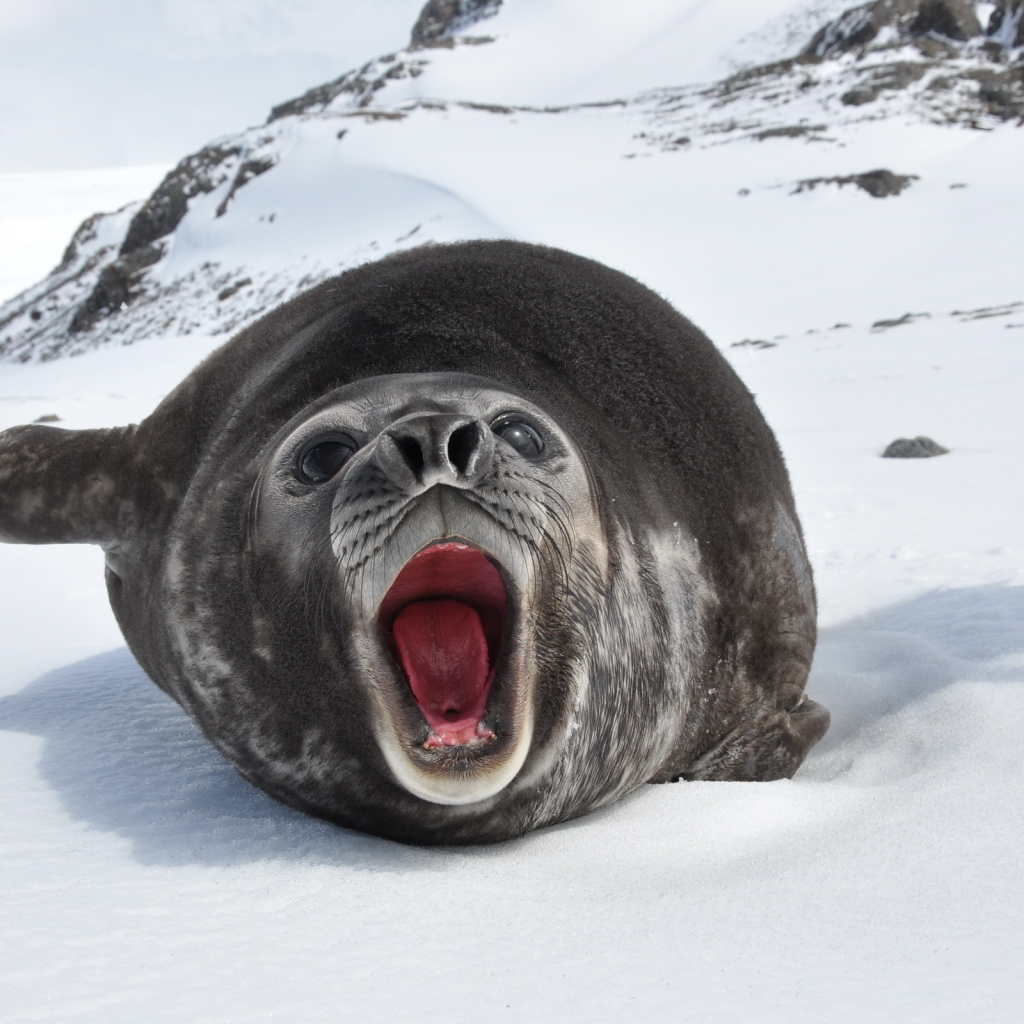 Морской слон