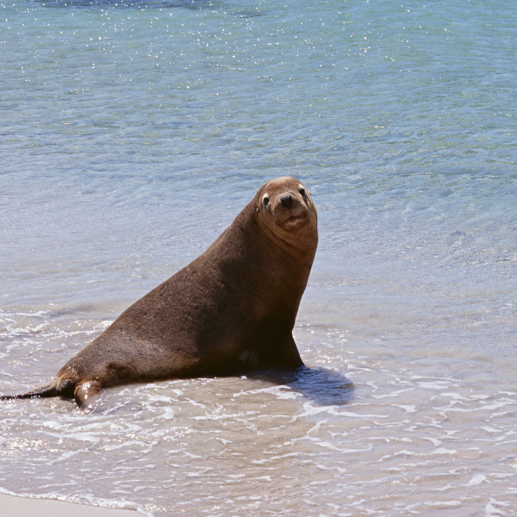 Морской котик