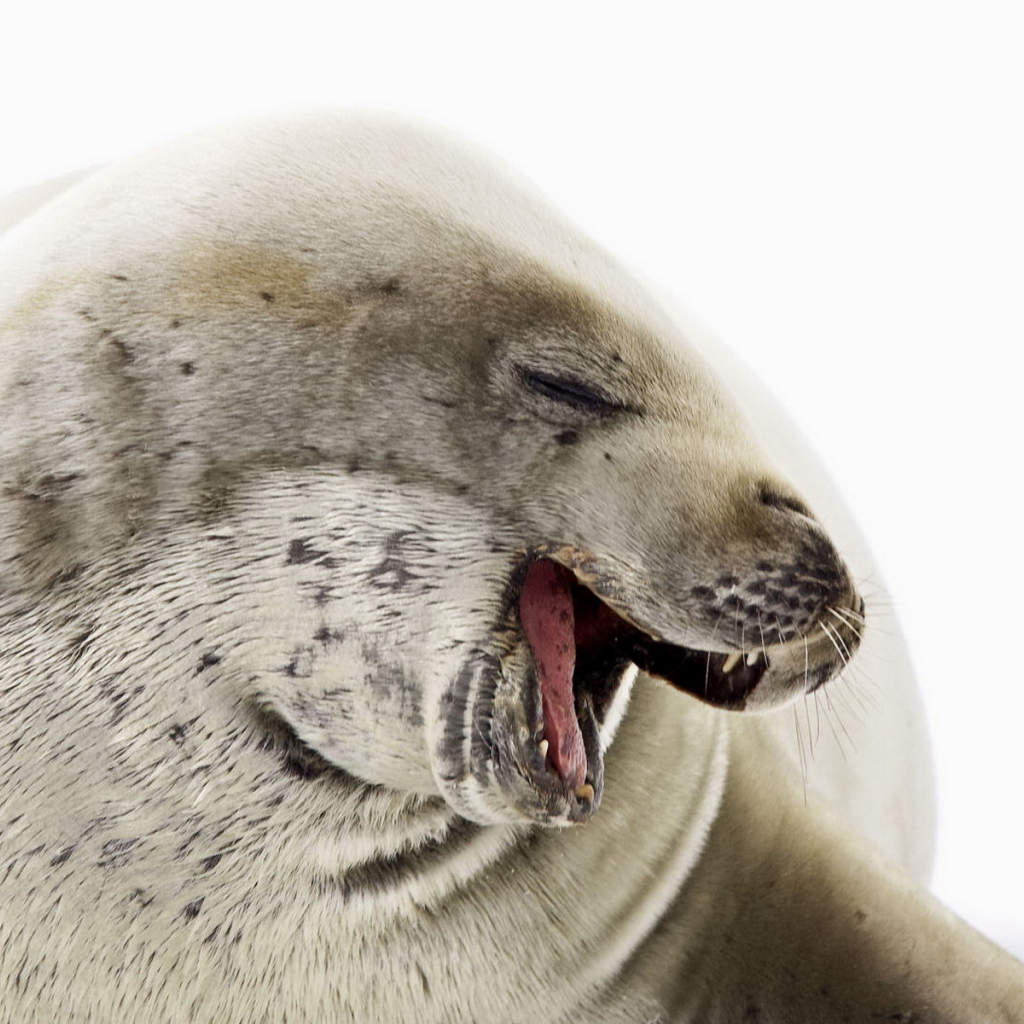 Морской котик