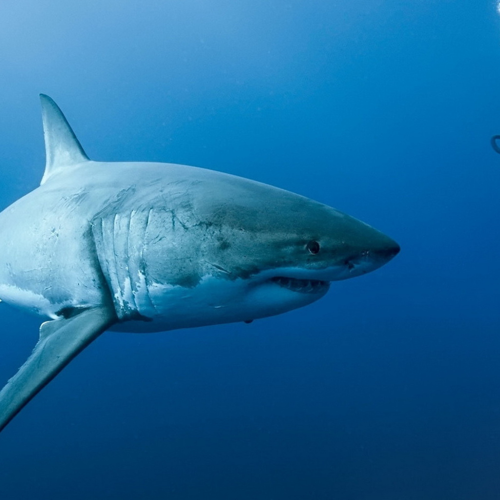 Акула на охоте