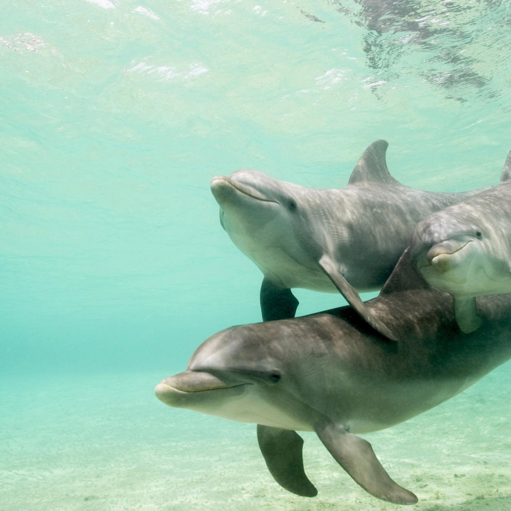 Три дельфина