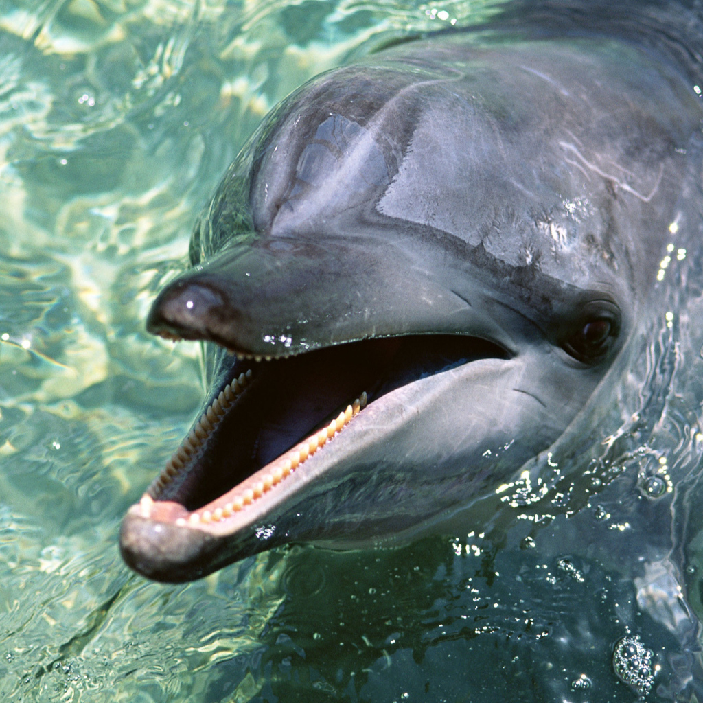 Toothed dolphin