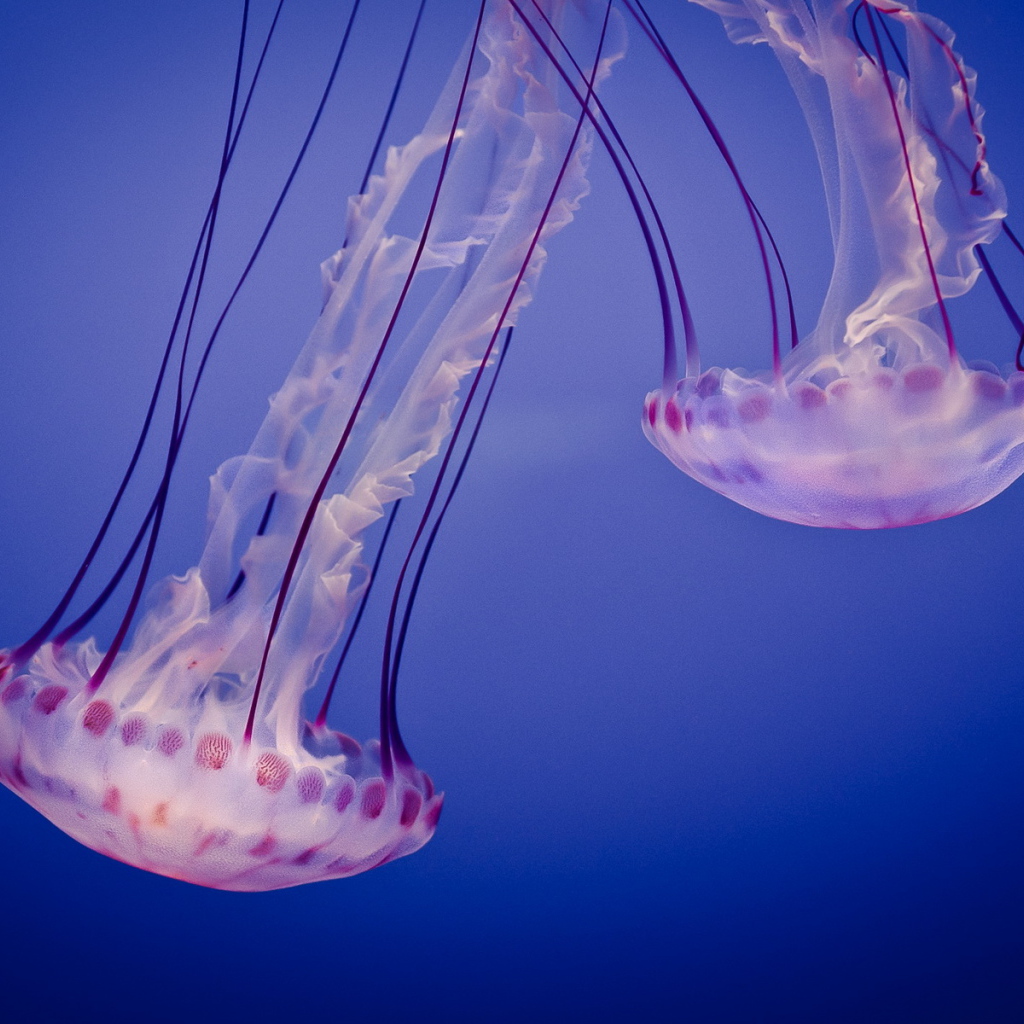 Две медузы