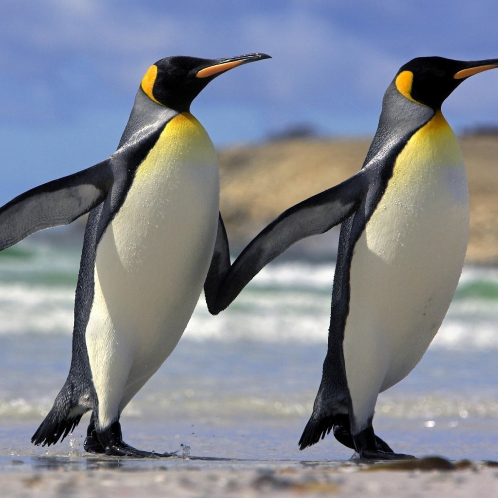 Два пингвина