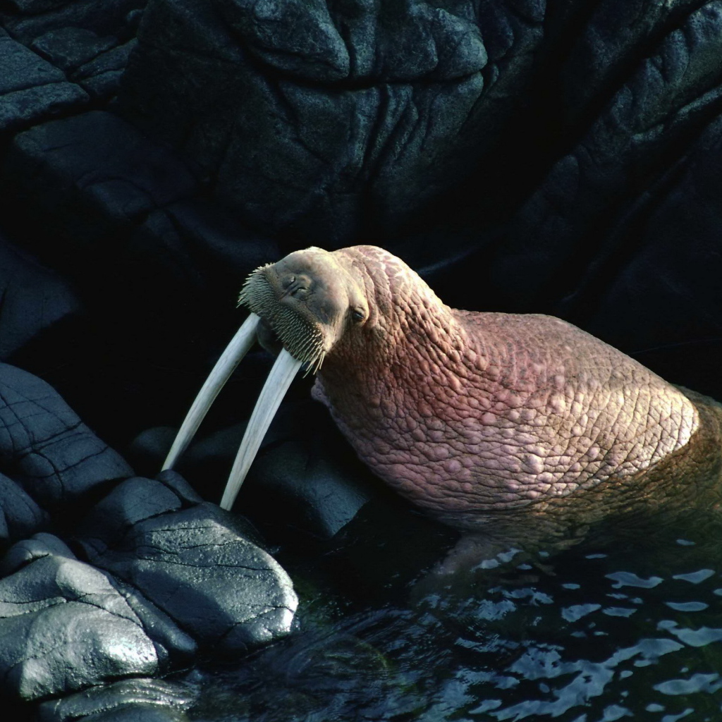 Морж на камнях