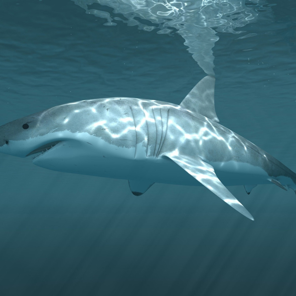 Белая акула