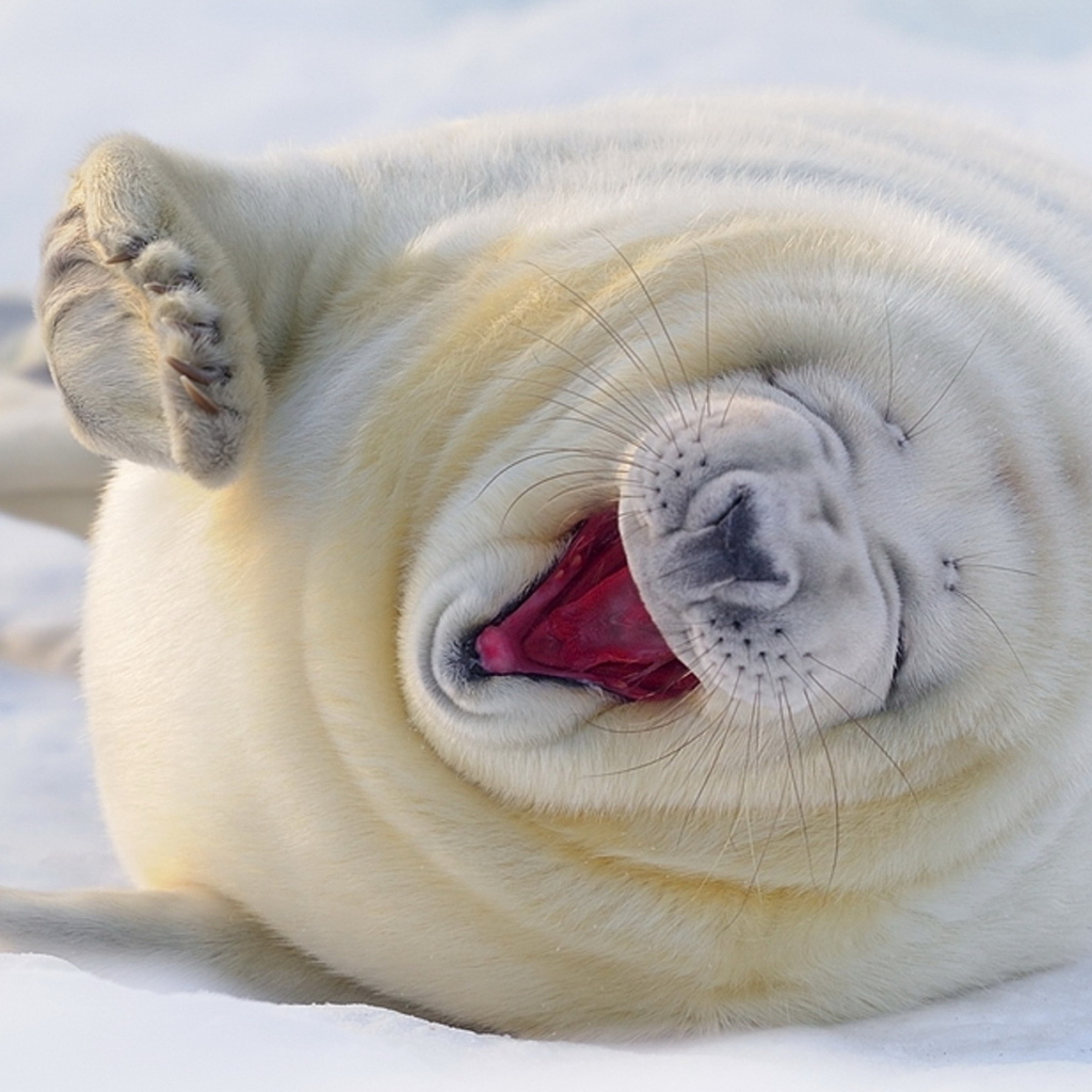 зевающий Морской котик