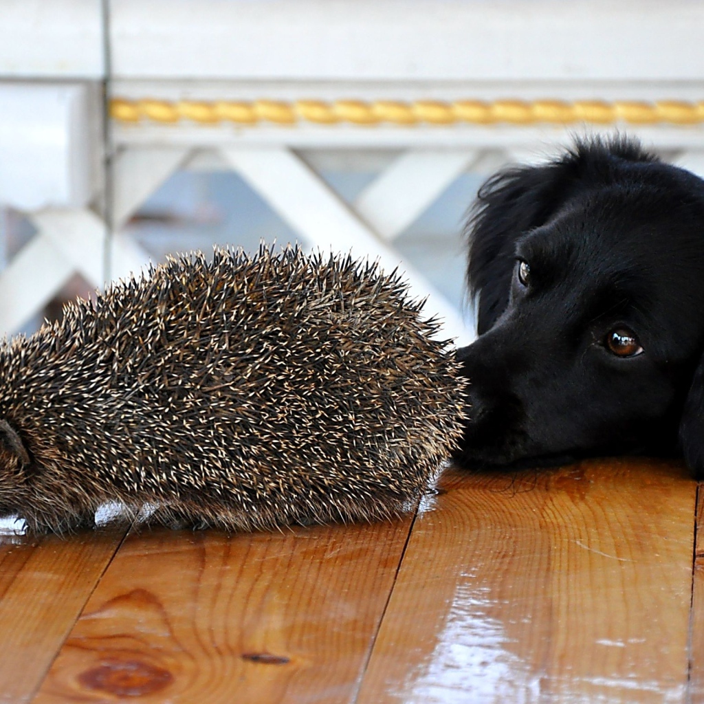 Пес и ежик