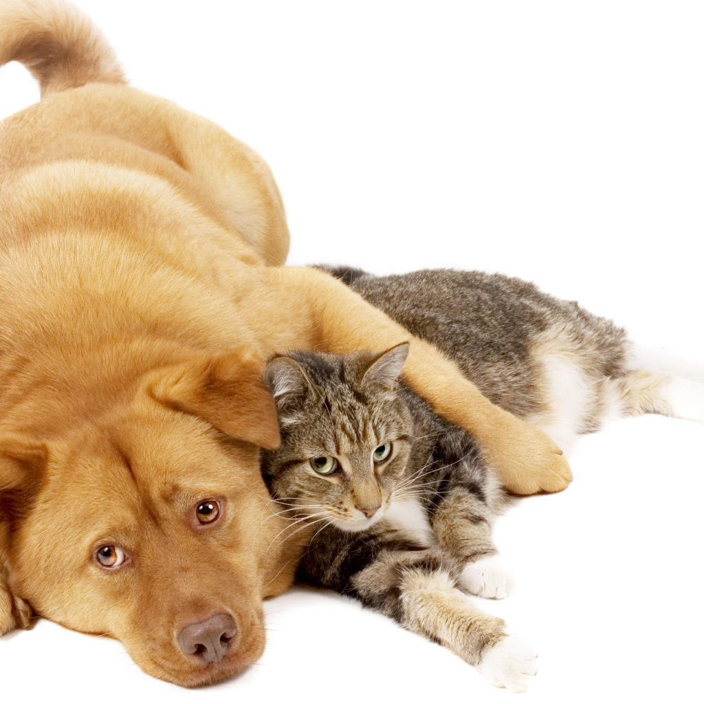 Пес и рыжий кот