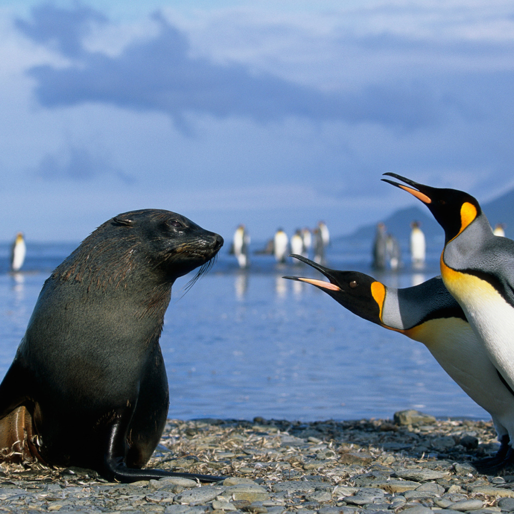 Морской котик и пингвины