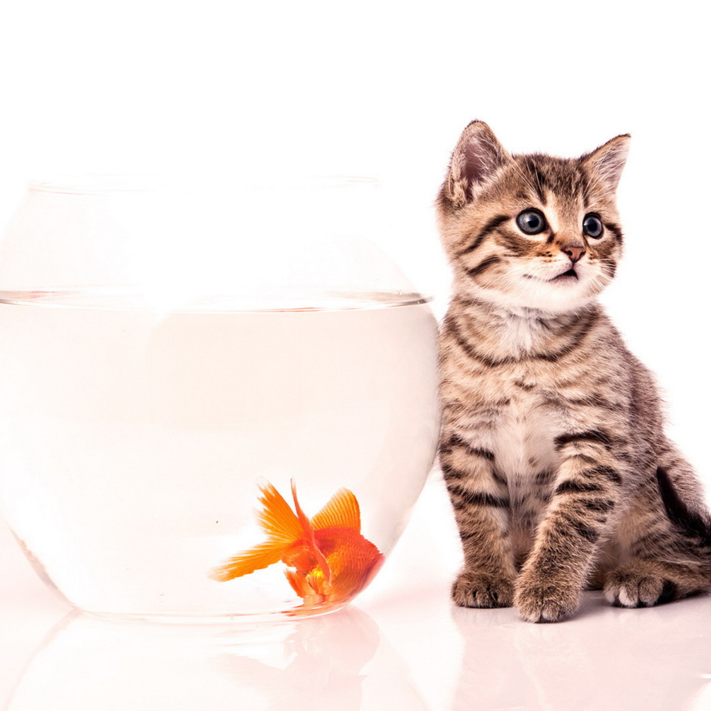Kitten and goldfish