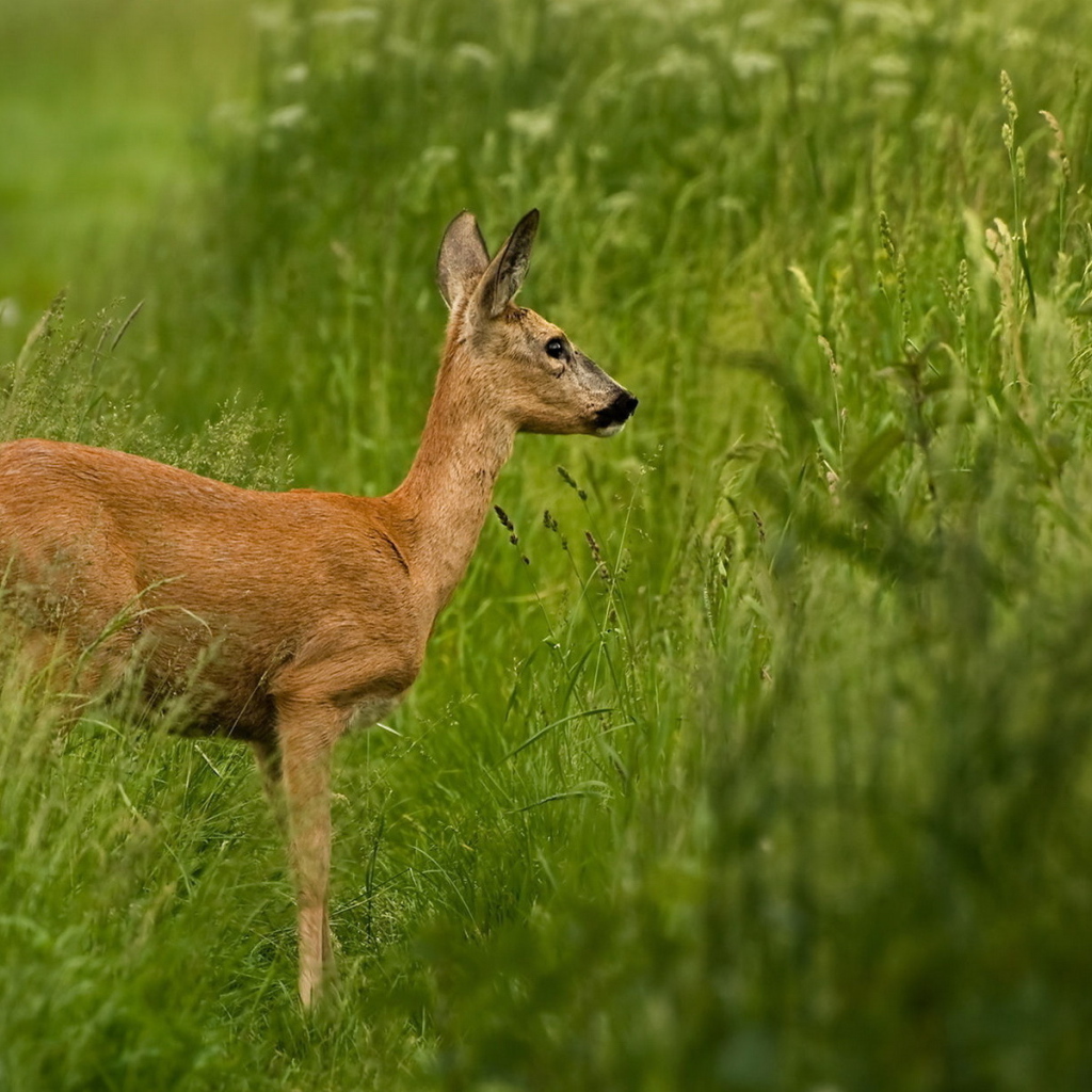 Олень в траве