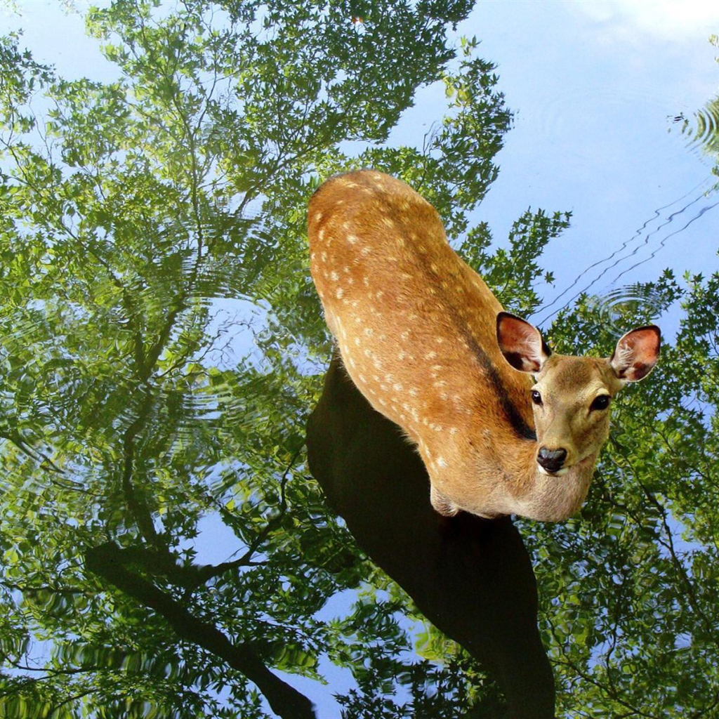 Олень в воде