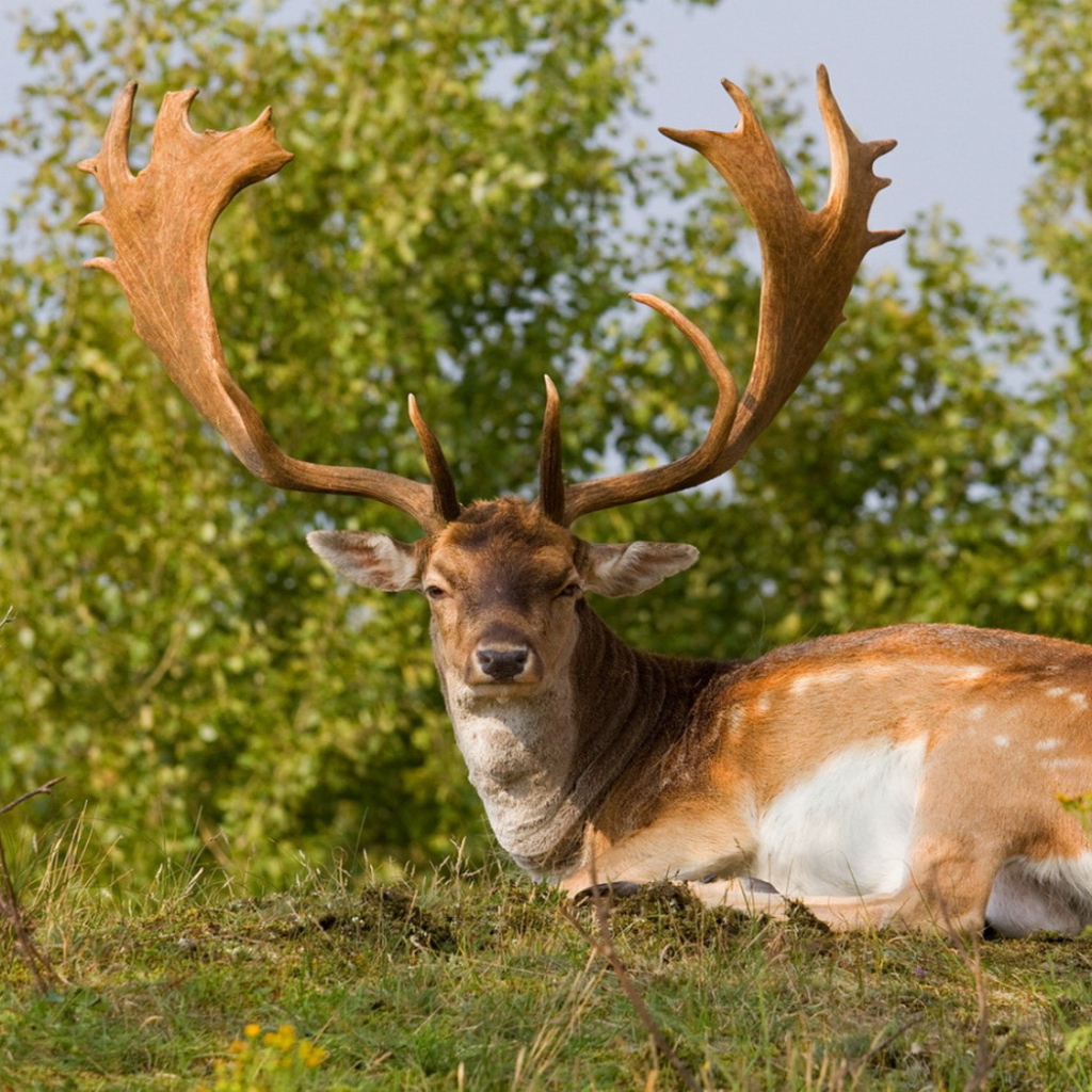 Олень с большими рогами