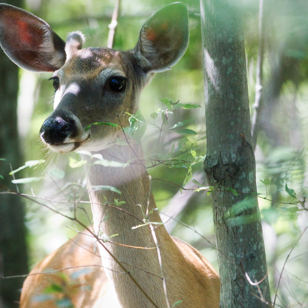 Молодой олень