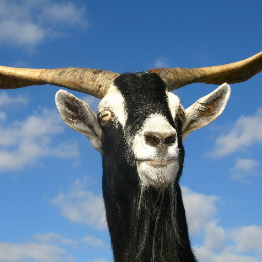 Козел рогатый