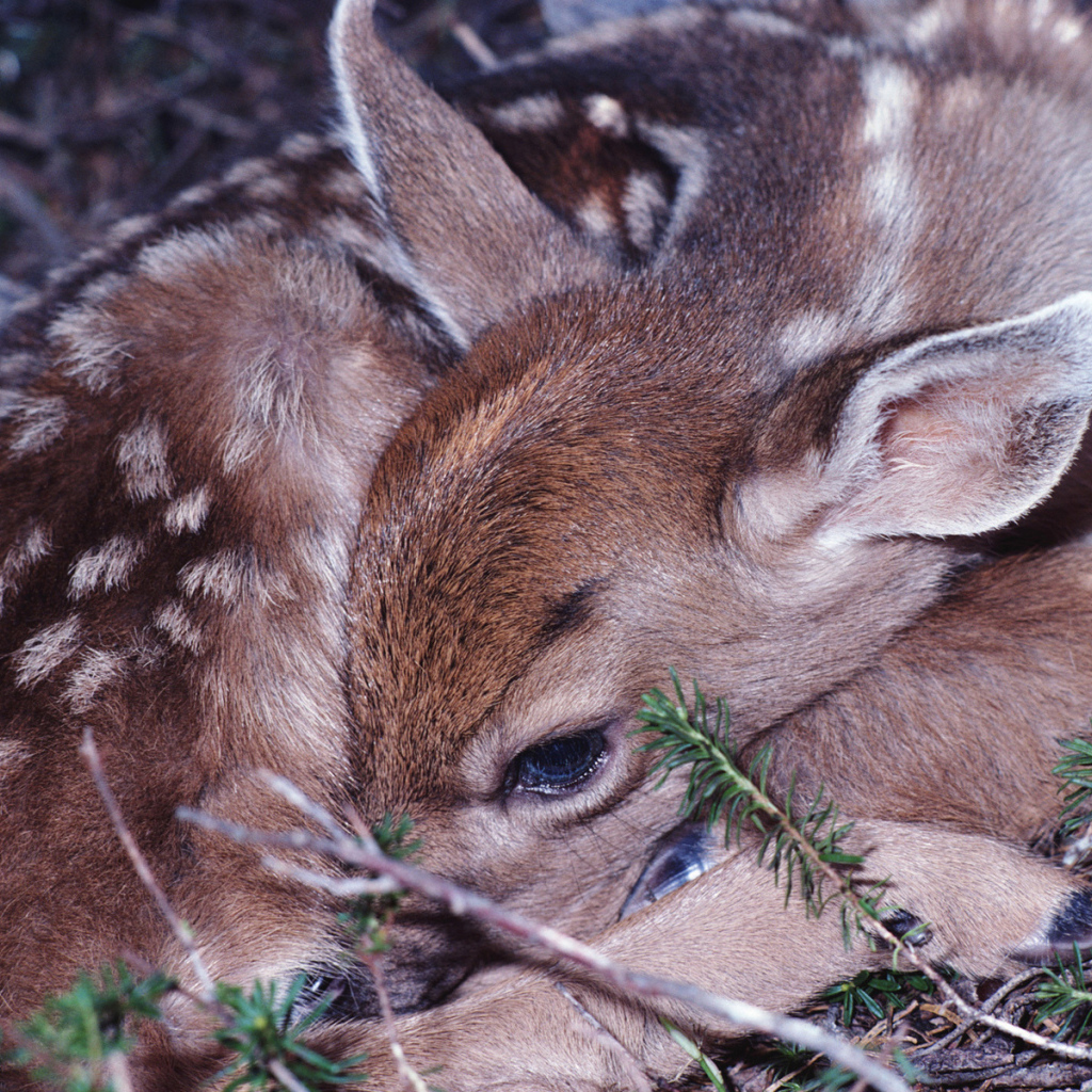 Маленький олененок