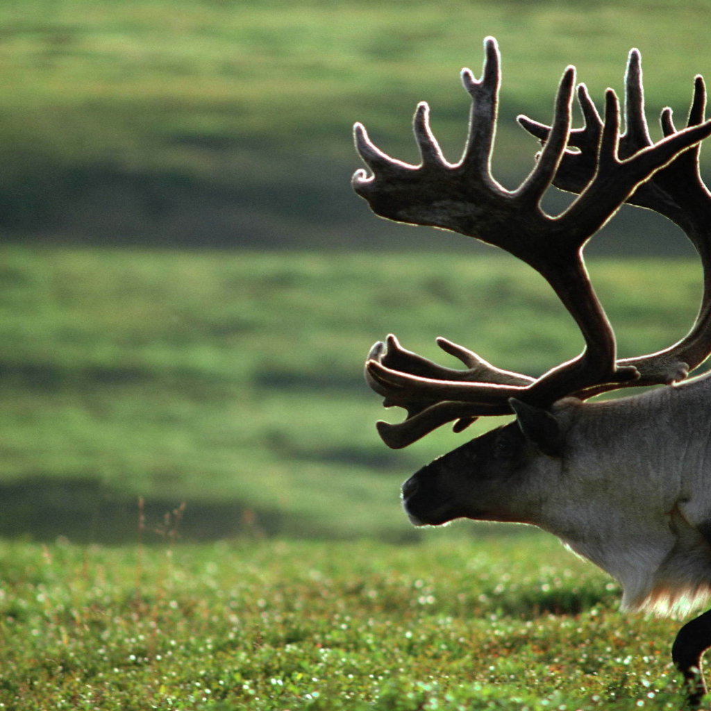 Старый олень