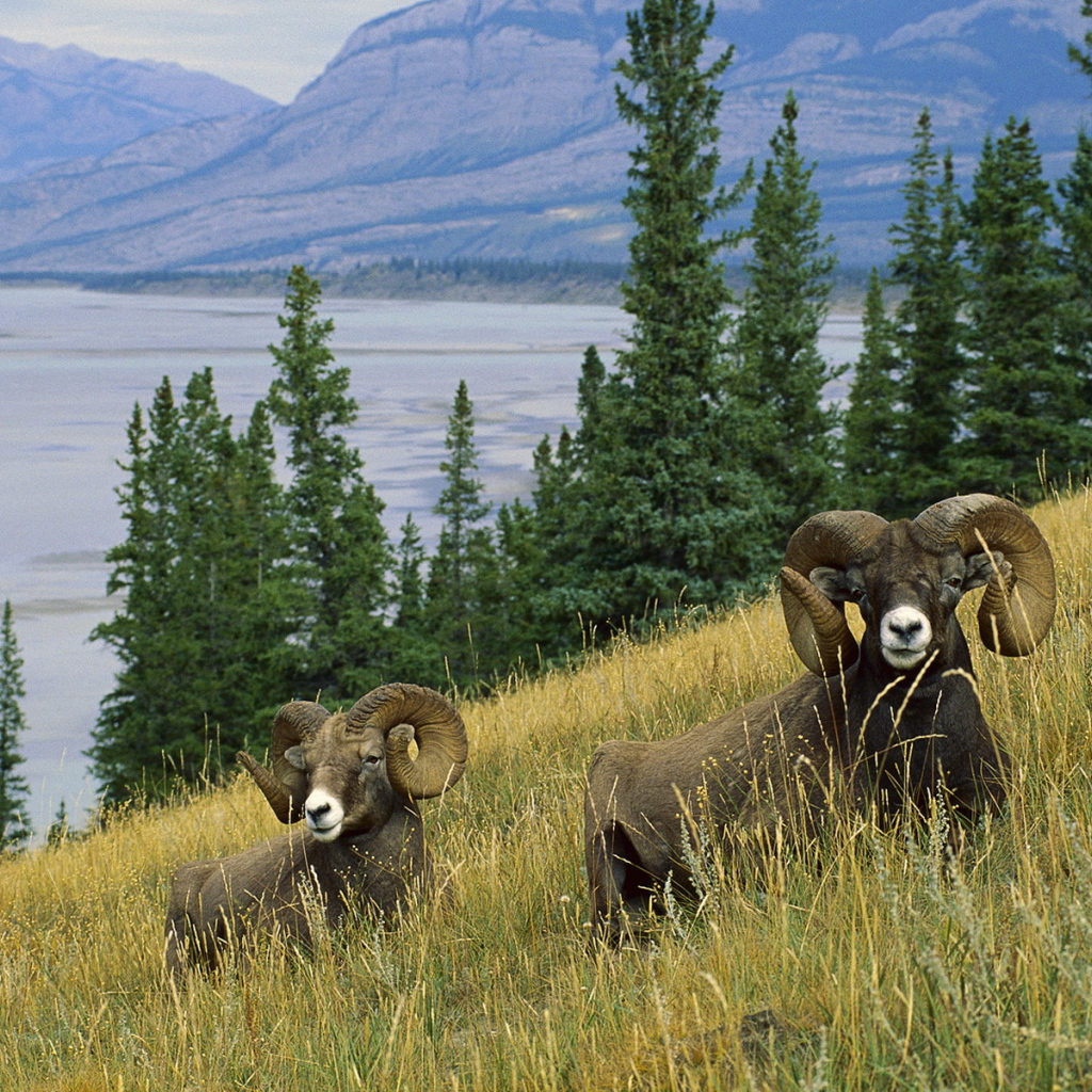 Горные бараны