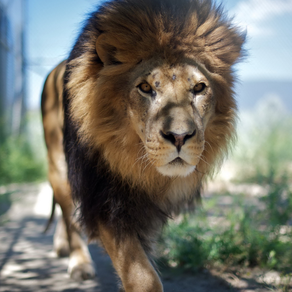 Взрослый лев