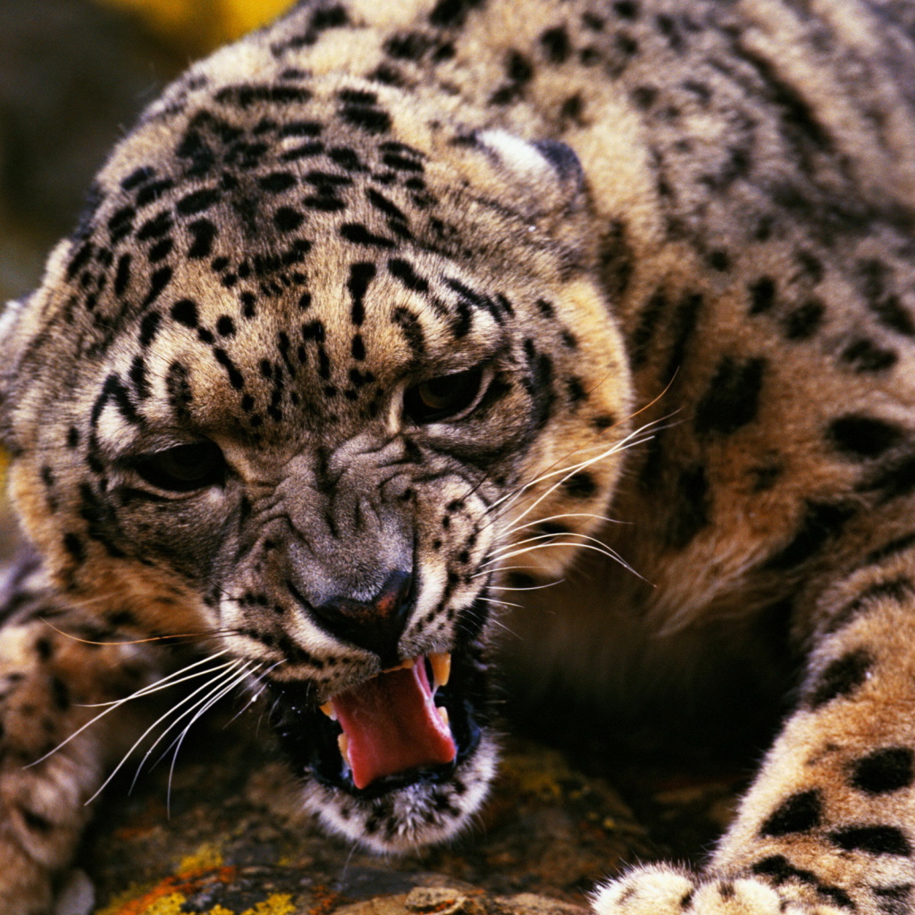 Оскалившийся гепард