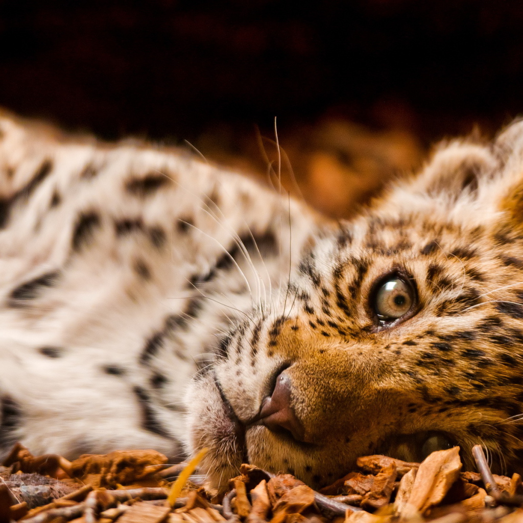 Маленький леопард