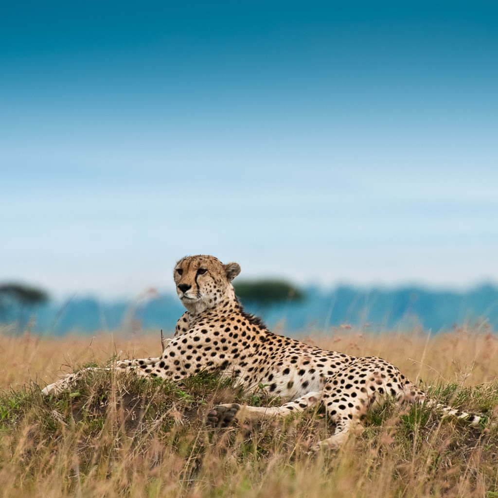 Лежащий гепард