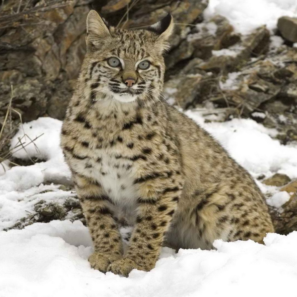 Рысь на снегу