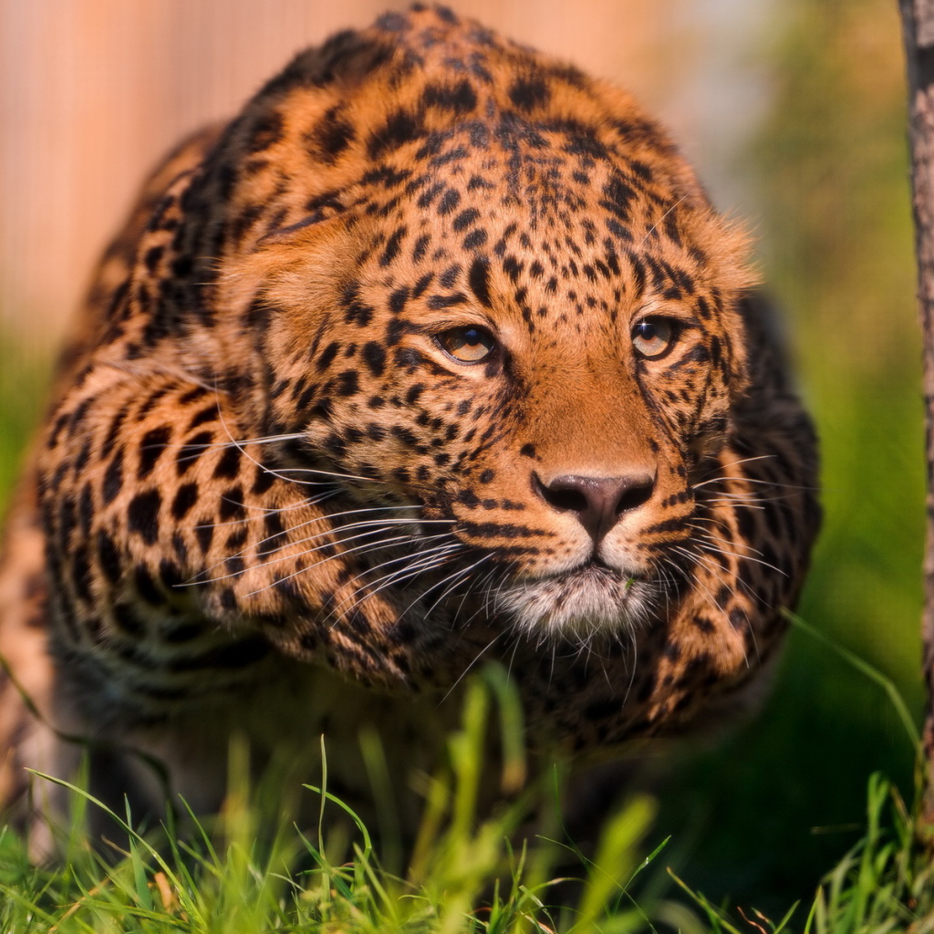 Крадущийся леопард