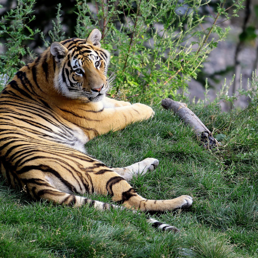 Отдыхающий тигр