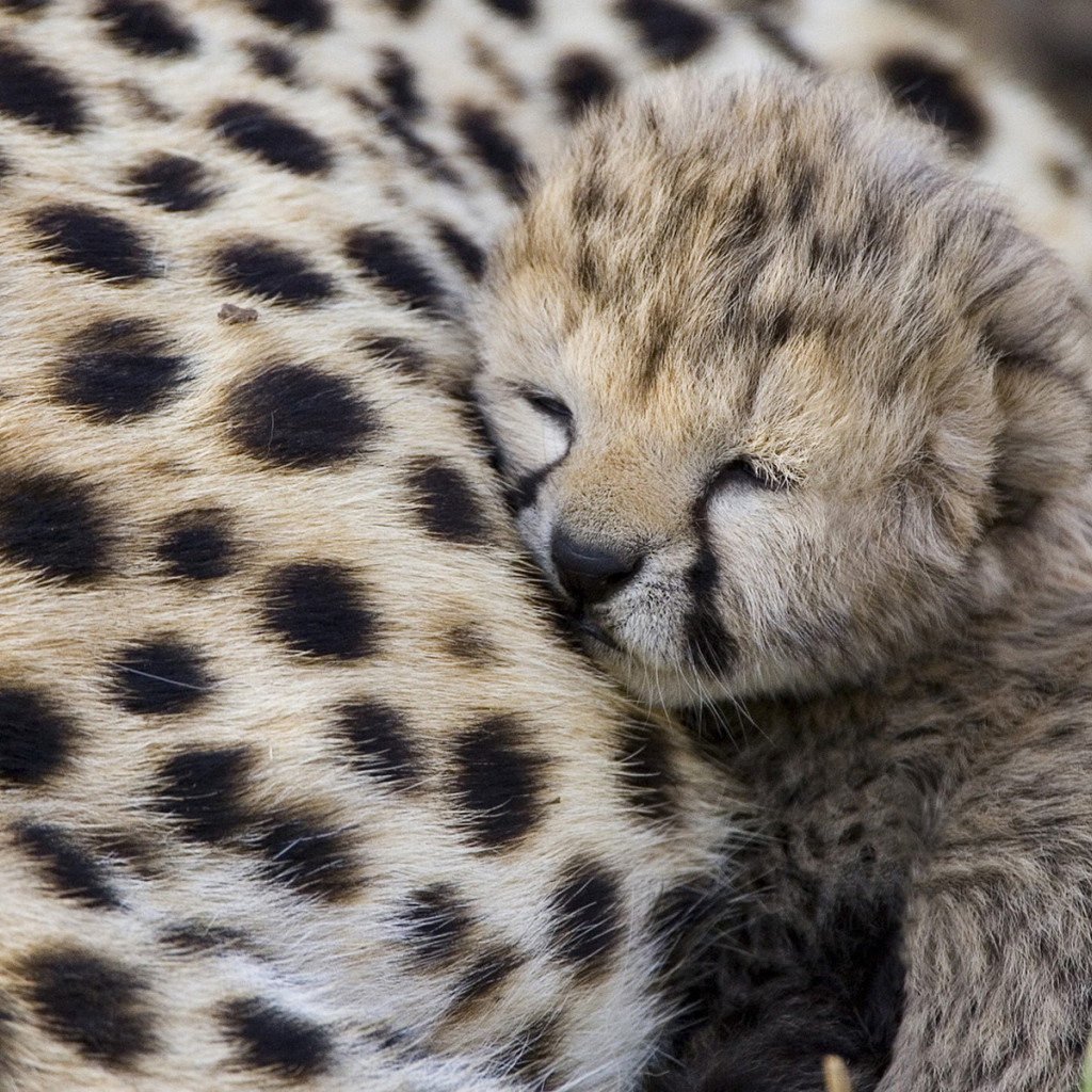 Спящий гепардик