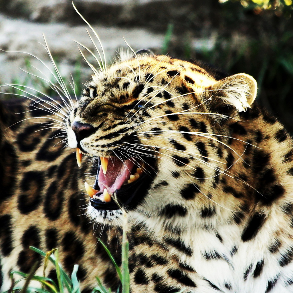 Рычащий леопард