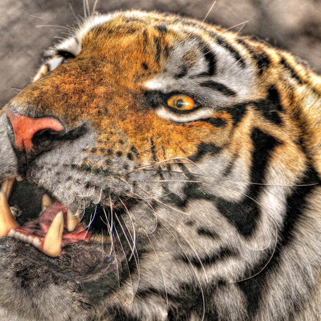 Оскалившийся тигр