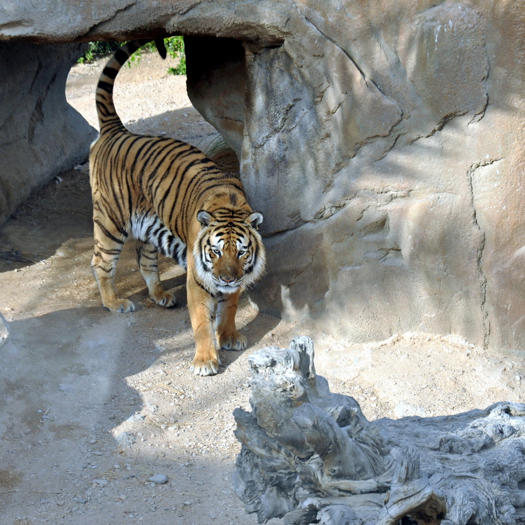 Тигр в вольере