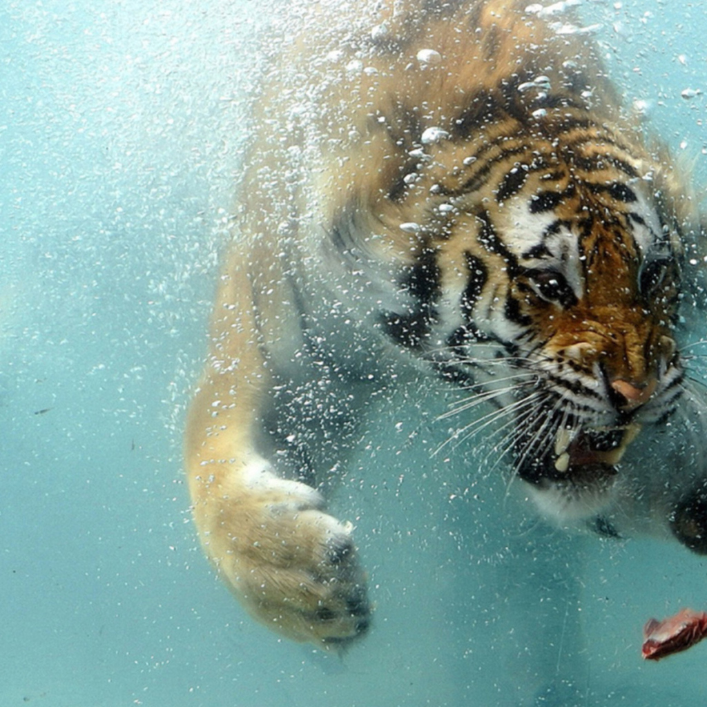 Тигр под водой