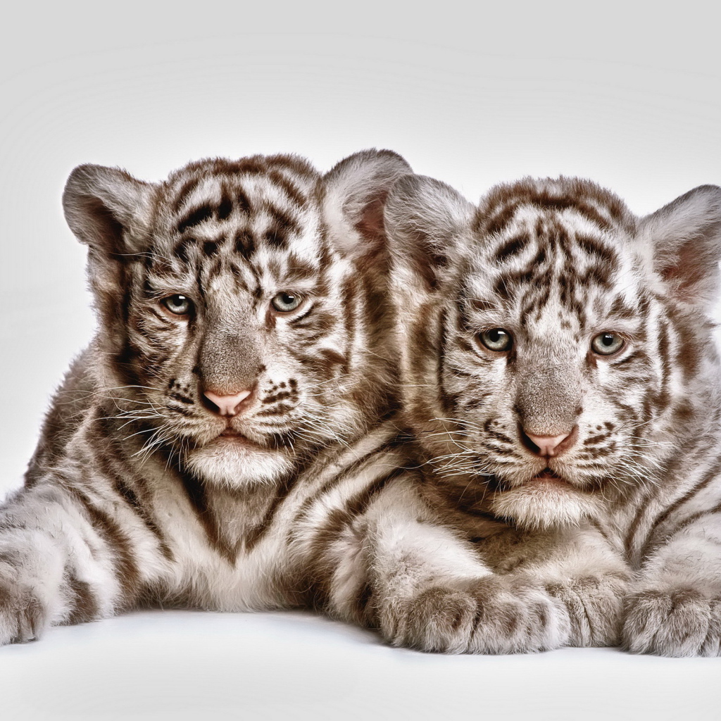 Два тигренка