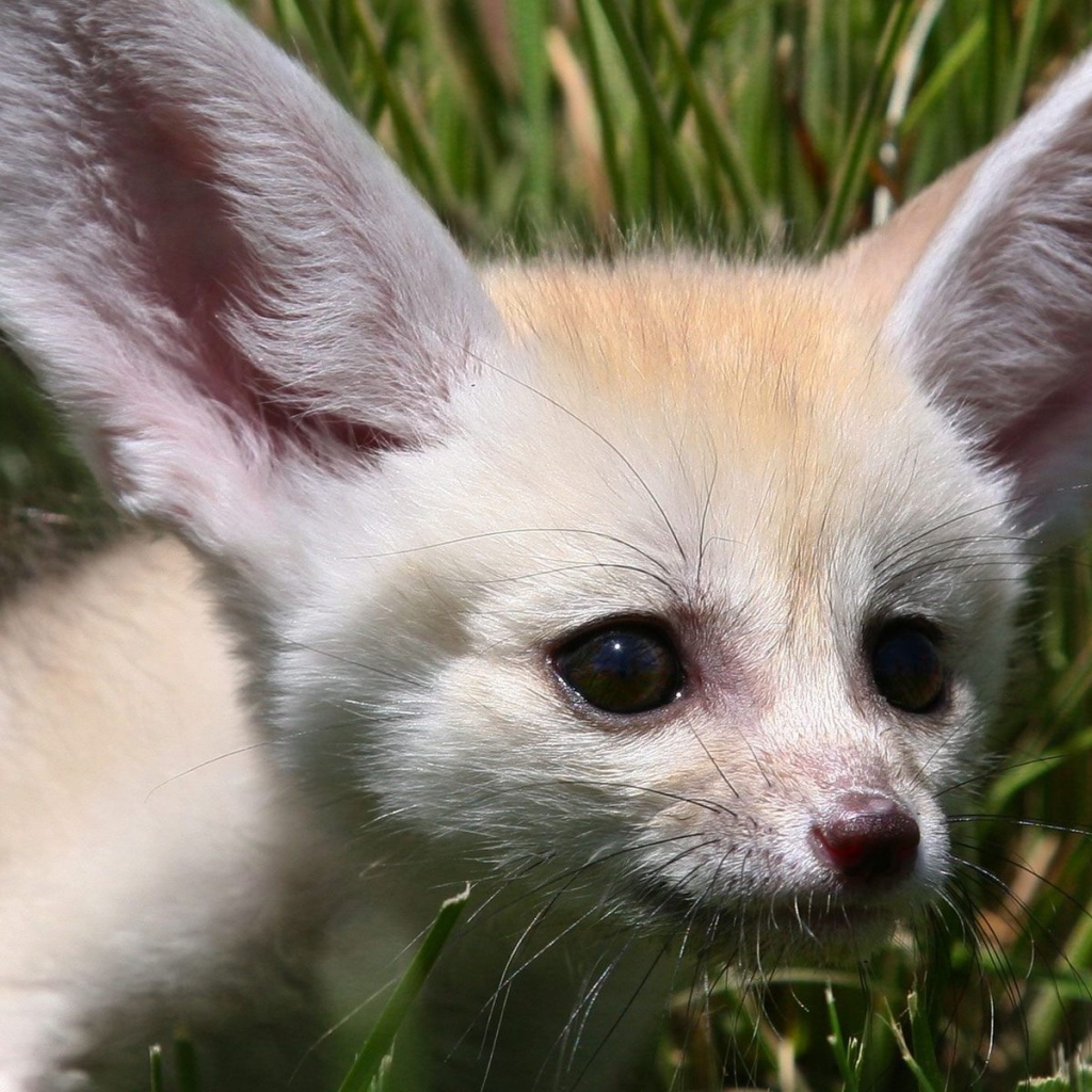 пустынный лис Фенек