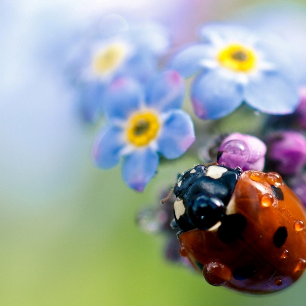 Божья коровка на цветах