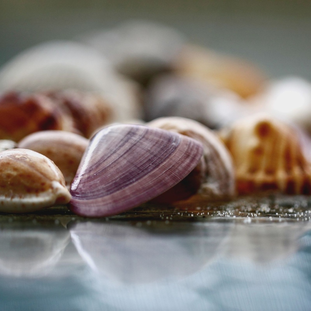 Морские ракушки