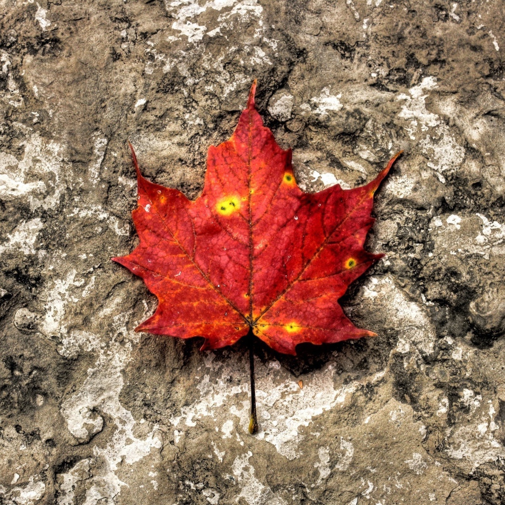 Лист на камне