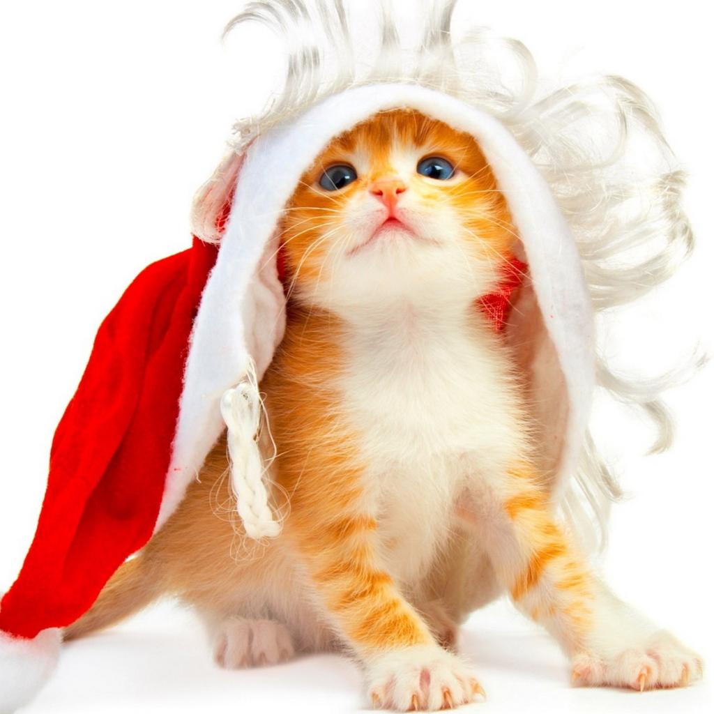 Котенок под колпаком